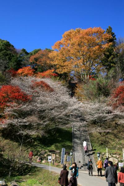 小さな旅●豊田市小原・秋にも咲く四季桜と錦のような紅葉