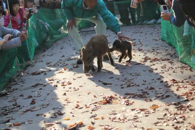 福知山三段池　動物園　ウリ坊　みわちゃん