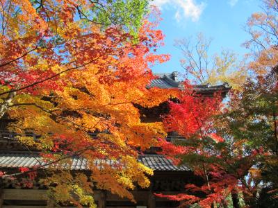 子どもと一緒に過ごす、美しき紅葉に彩られた永源寺での一日