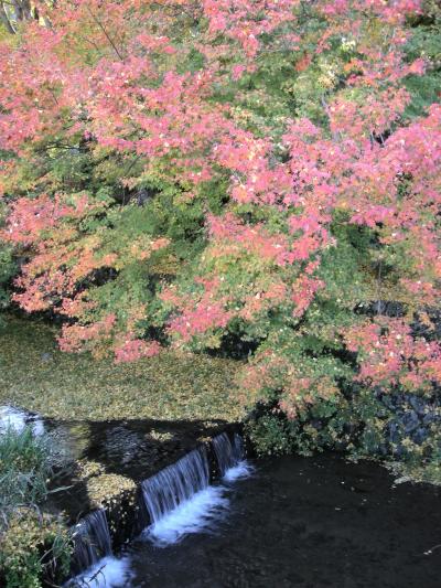 紅葉の秋♪兵庫・出石で絶景♪