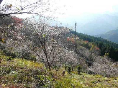 県立桜山森林公園で冬桜と紅葉のコラボ