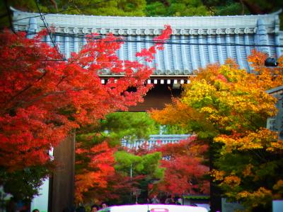 コンデジで撮る東山の紅葉　２０１０　vol3