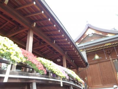 晩秋の湯島天神　菊まつり