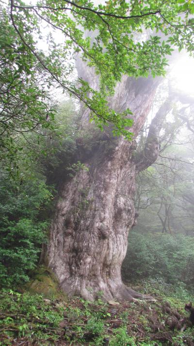 屋久島ー２−縄文杉登山