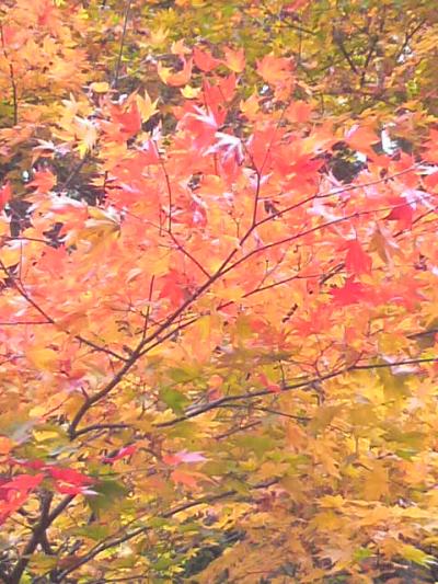 北茨城の紅葉を求めて・・・花貫渓谷の絶景紅葉