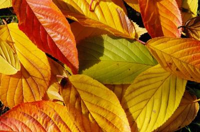 清澄庭園の秋＆月島で食欲の秋～もんじゃランチ～