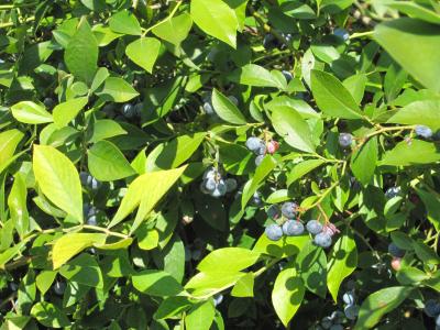 ブルーベリー狩り