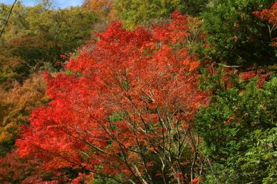 相模の小京都湯河原で紅葉狩り