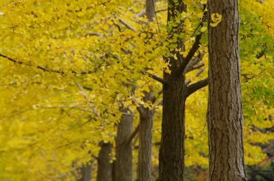 近くの公園で、ちいさい秋見つけた・・