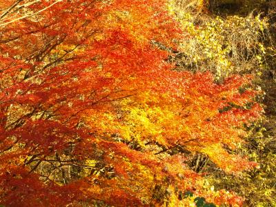 高萩花貫渓谷の紅葉