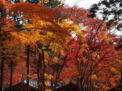 ２０１０年１１月２１日　箱根仙石原の長安寺の紅葉は、今、まさに見ごろ、素晴らしいです！！