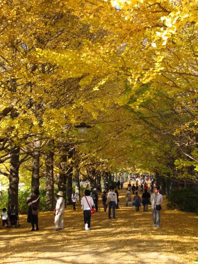紅葉と落ち葉カーペットに心癒された昭和記念公園（1）さざなみ広場からイチョウ並木道