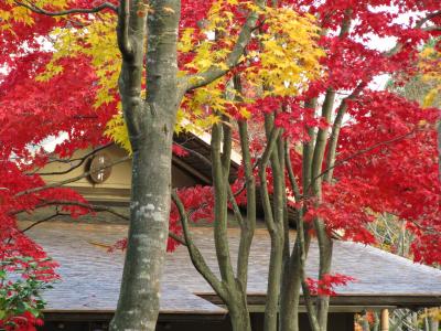 紅葉と落ち葉カーペットに心癒された昭和記念公園（3）京都になぞらえた人もいた日本庭園