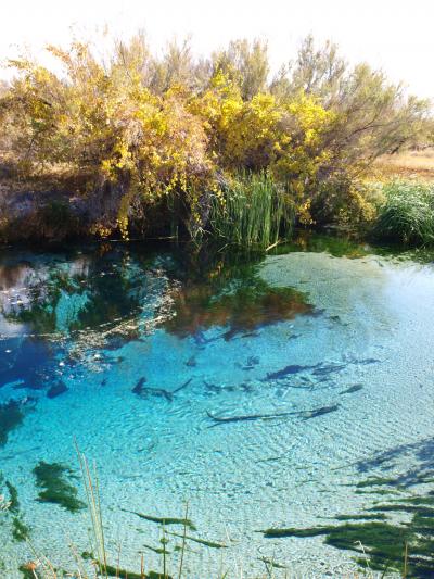 デスバレーのオアシス　Ash Meadows