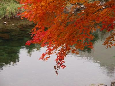 紅葉の郡上八幡を尋ねて 夜が明けてー２