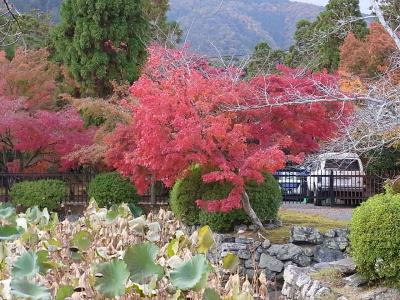 京都の紅葉を堪能して来ました