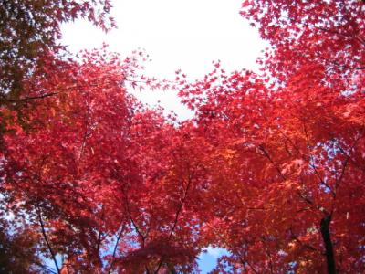 紅葉を見に姫路城と好古園に行ってきました。