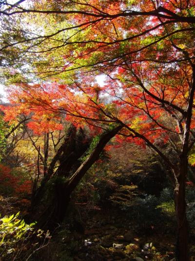 2010.11.20秋の北茨城・紅葉巡り　　前編☆花貫渓谷