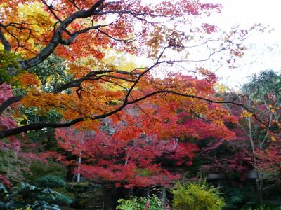 山崎　天王山の紅葉を求めて