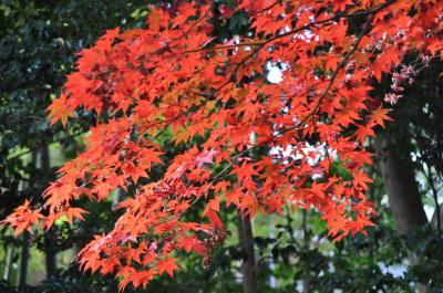 「　紅葉の高尾山～小仏城山～小仏峠　」ウォーク（2010/11月）