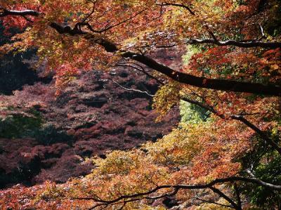 まほろば紀行・武蔵国分寺