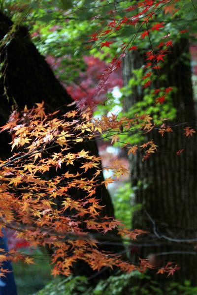 ひとり旅 ［821］ 晩秋、今年最後の紅葉観賞になるのかな～？＜三滝観音＆広島城址公園＞広島市西区＆中区