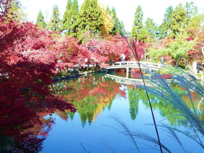 “紅葉に魅せられやって来た。。。外人老夫妻との旅　京都編　その１”