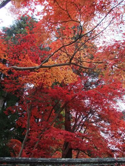 間に合わなかった秋の美山の一斉放水【３】～紅葉が見頃で、見応えのある亀岡の鍬山神社へ寄ってみる～