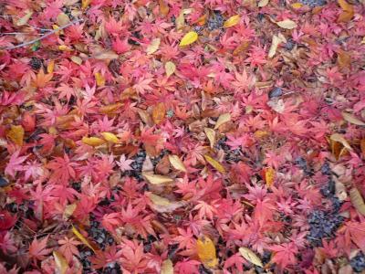 2010年　川根・寸又峡　紅葉狩り☆　