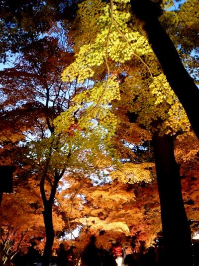 秋の長瀞　宝登山と月の石もみじ公園ライトアップ