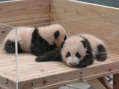 ☆可愛すぎます双子の赤ちゃんパンダ☆「アドベンチャーワールドの幸せパンダ・ファミリー写真集」