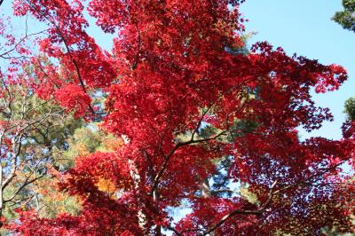 2010年山代温泉でカニ解禁