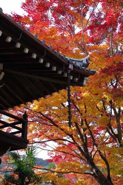 2010年 京都の紅葉