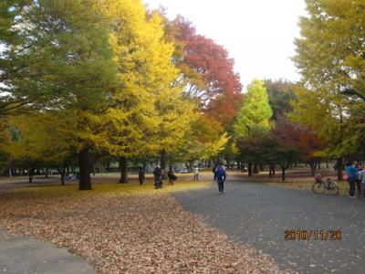 小金井公園の黄葉。