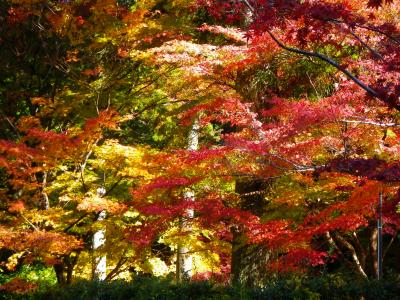 遠州紅葉巡り