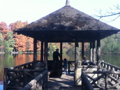 石神井公園で紅葉狩り