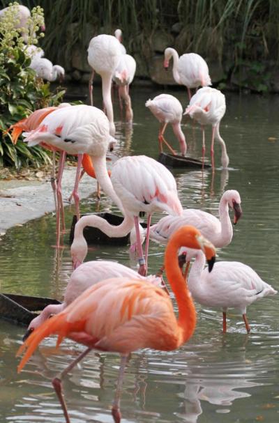 ひとり旅 ［824］ ２５年？ぶりに安佐ZOOへ。動物たちを乱写してきました～♪＜広島市安佐動物公園＞広島市安佐北区