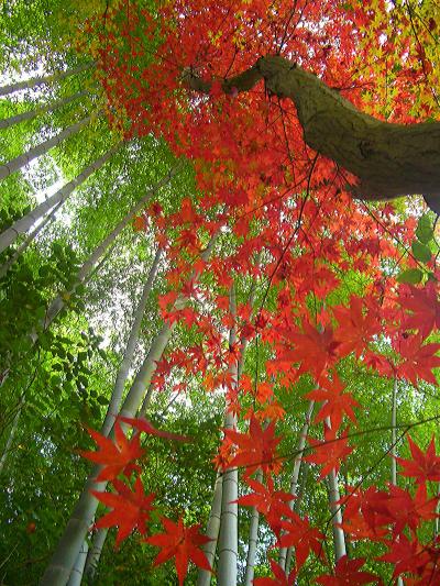 晴れの国　岡山 晩秋の岡山　操山（護国神社～多国籍修行僧のお寺「曹源寺」）を森林浴＆後楽園