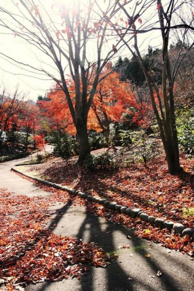 ひとり旅 ［825］ ただのお散歩です（＾.＾；）~~＜花みどり公園の落葉樹＞広島市安佐北区