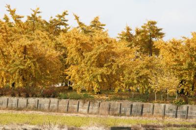 2010秋、祖父江町の公孫樹の黄葉(2/4)：太子山・祐専寺、祐専寺公孫樹、公孫樹の黄葉