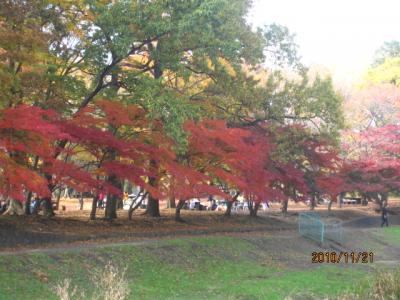 武蔵野公園の紅葉(1)。