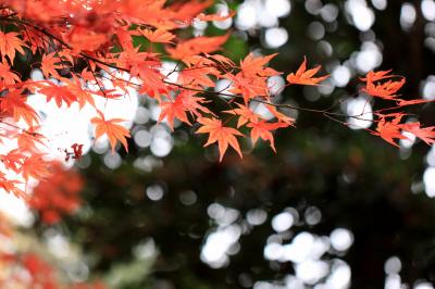 岸和田市　牛滝山の大威徳寺へ紅葉狩りに行ってきました。