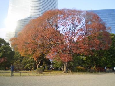 都心の紅葉＆イルミネーション