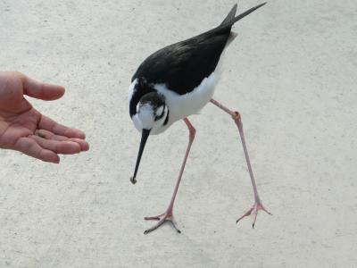 ☆花を愛で、鳥と触れあえる、癒しの園「神戸花鳥園」☆