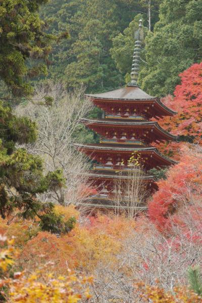 赤ちゃん連れで行く長谷寺の紅葉in奈良