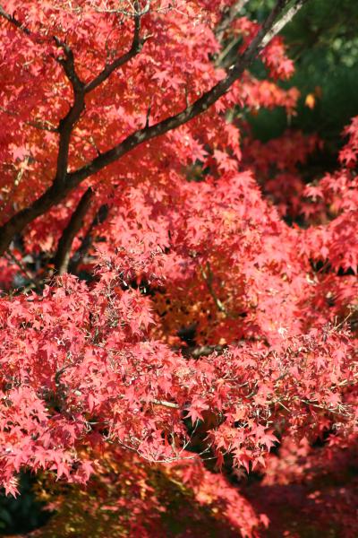 2010秋、平等院(1/5)：平等院表参道、宇治茶の商店街、楓の紅葉、甍の鳳凰