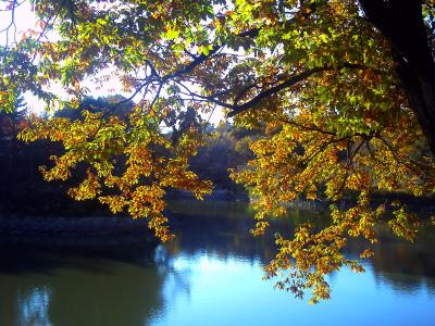 神奈川探訪（１４）　三ツ池公園の紅葉　２０１０