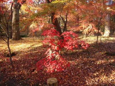 新座市・平林寺境内林の紅葉は関東一？