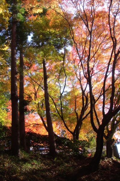 紅葉を訪ねて①風連鍾乳洞～普現寺