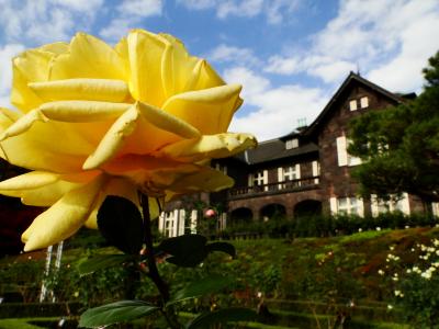 番外編　街で見掛ける紅葉??ではなく薔薇　東京編